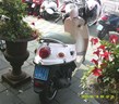 btc scooter 4t